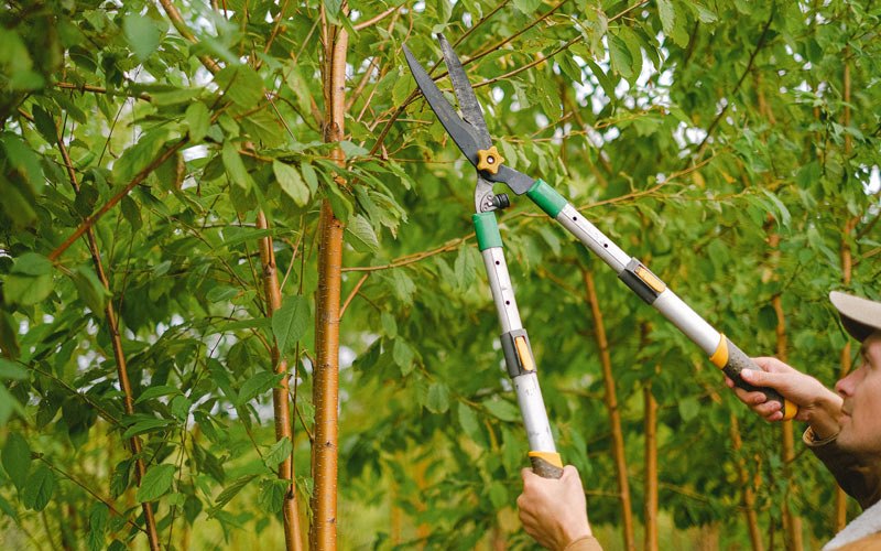 Tree trimming in Gilbertsville, NY